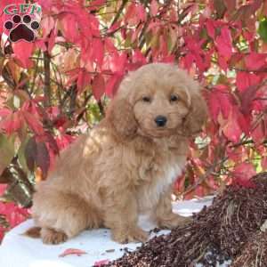 Checkers, Cavapoo Puppy